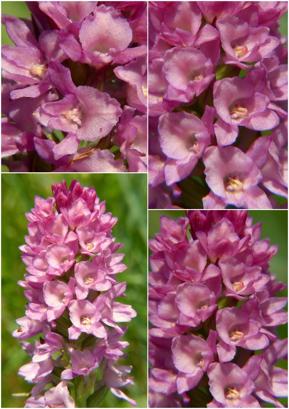 Una giornata a Valparola. Dactylorhiza, Nigritella e grandi montagne!
